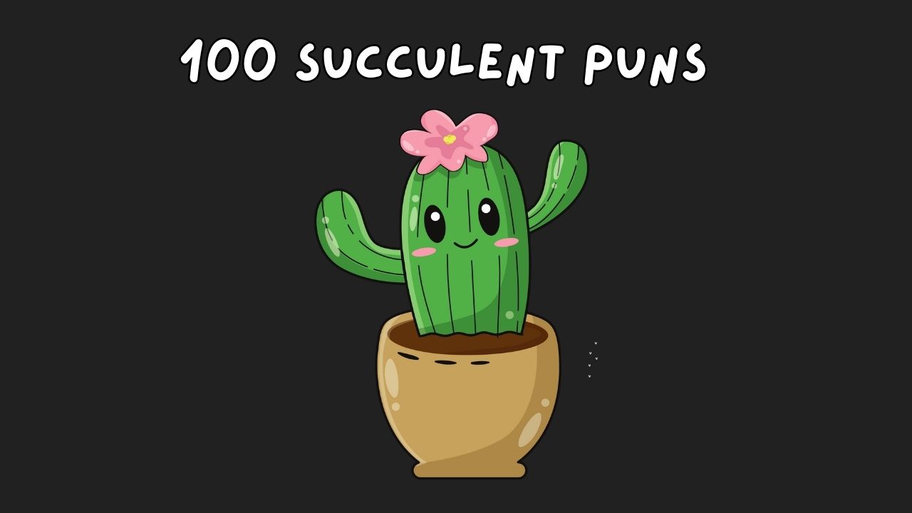 succulent puns, funny succulent puns, puns about succulent